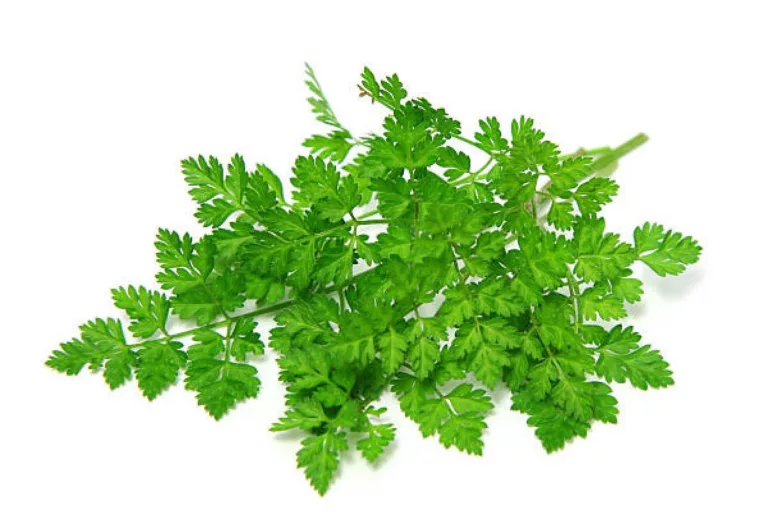 What Is Chervil?