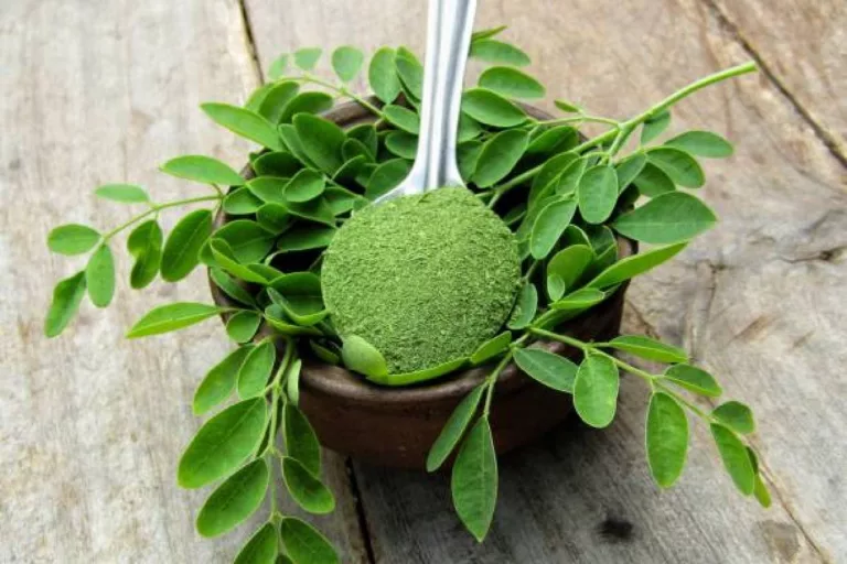 Moringa Leaves and Its Benefits