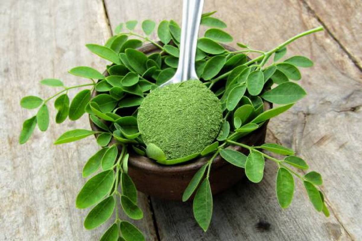 Moringa Leaves and Its Benefits