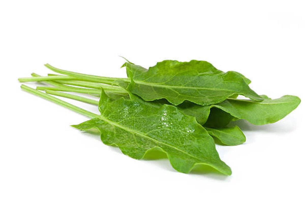 All About Sorrel