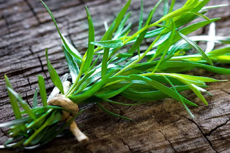 What Is Tarragon?